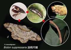 Biston suppressaria