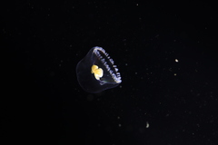 Proboscidactyla flavicirrata