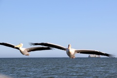 Pelecanus onocrotalus