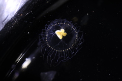 Proboscidactyla flavicirrata