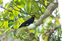 Gracula religiosa