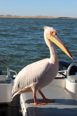 Pelecanus onocrotalus