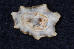 Patelloida saccharina