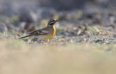 Emberiza flaviventris