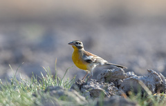 Emberiza flaviventris