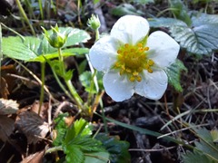Fragaria orientalis