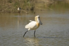 Platalea minor