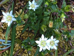 Gentiana douglasiana
