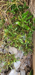 Lepidium banksii