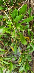 Lepidium banksii