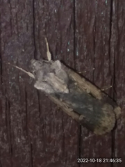 Feltia subterranea