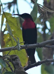 Chalcomitra senegalensis gutturalis