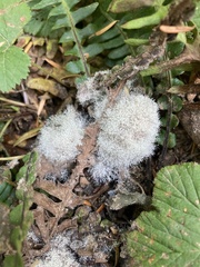 Phycomyces