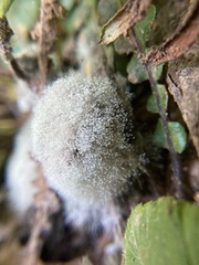 Phycomyces
