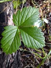 Fragaria orientalis