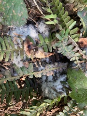 Phycomyces