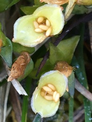 Gentiana douglasiana