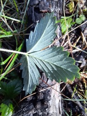Fragaria orientalis