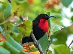 Chalcomitra senegalensis gutturalis