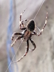 Araneus