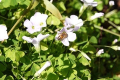 Oxalis