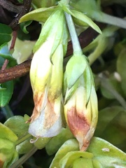 Gentiana douglasiana