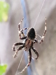 Araneus