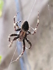 Araneus