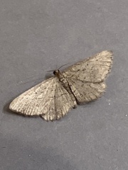 Rhoptria asperaria