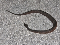 Nerodia fasciata pictiventris