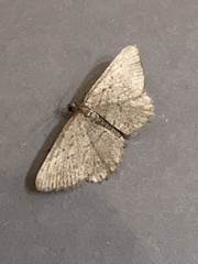 Rhoptria asperaria