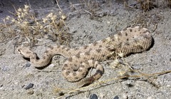 Crotalus cerastes