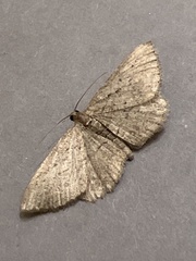 Rhoptria asperaria