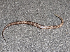 Nerodia fasciata pictiventris