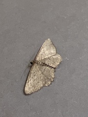 Rhoptria asperaria