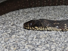 Nerodia fasciata pictiventris