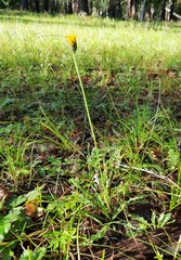 Crepis bungei