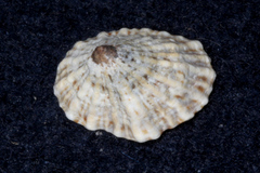 Siphonaria