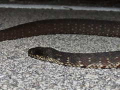 Nerodia fasciata pictiventris