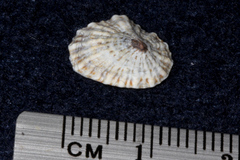 Siphonaria