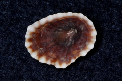 Siphonaria