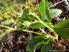 Fragaria orientalis