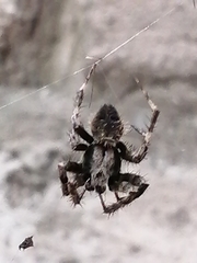 Araneus
