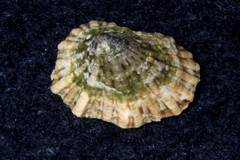 Siphonaria