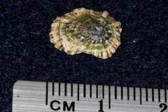Siphonaria