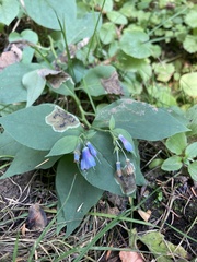 Mertensia