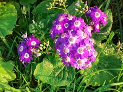 Pericallis × hybrida