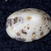 Pygmy Limpet - Photo (c) Pete Woodall, some rights reserved (CC BY-NC), uploaded by Pete Woodall