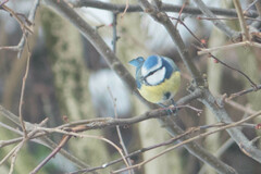 Cyanistes caeruleus