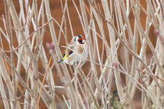 Carduelis carduelis